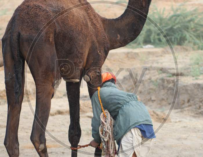 Camels In Pushkar Camel Fair in Rajasthan