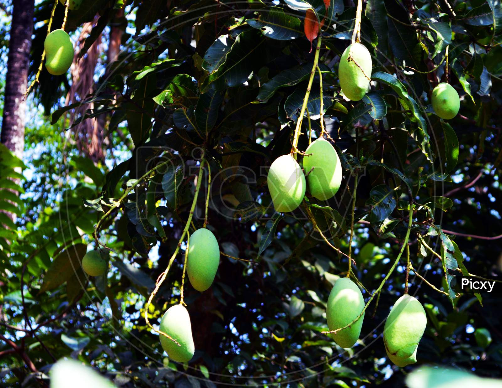 Native Mango Of Kerala, A Delicious And Tasty