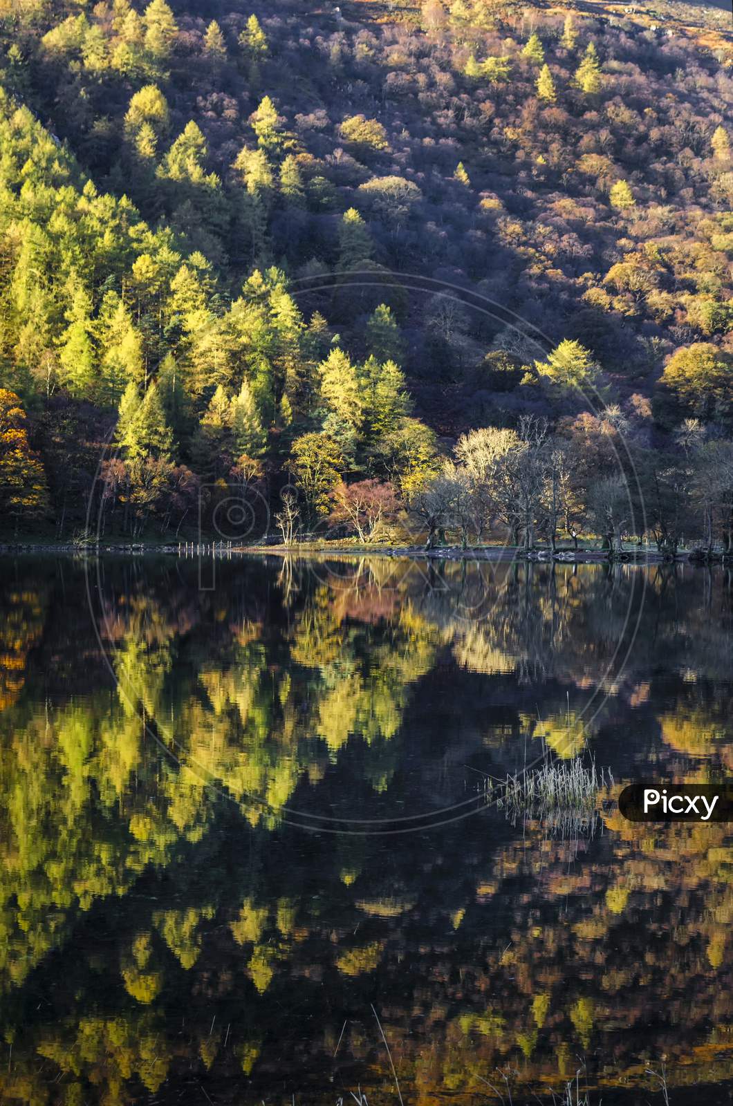 Vertical shot of trees reflecting on a calm Lake