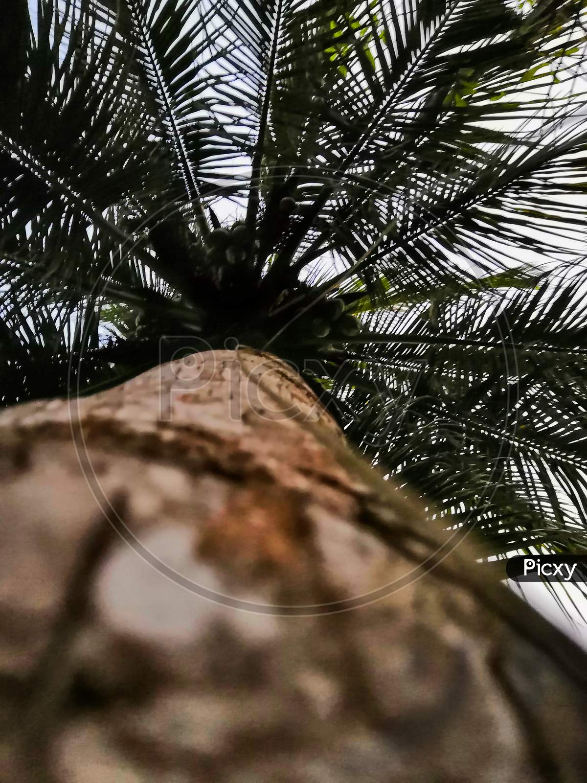 palm tree in an island