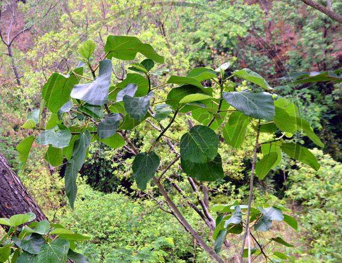 Small Plant In Forest Of Himachal Pradesh India 34