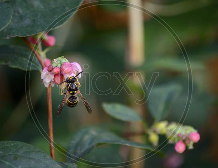 Wasp Pollinator