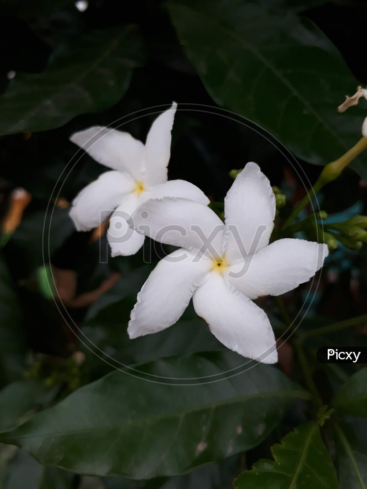 Flower plant,white flower,flower on plant image.