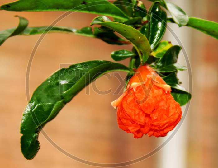 Close up of Pomegranate fruit flower,Orange Flower on the Tree