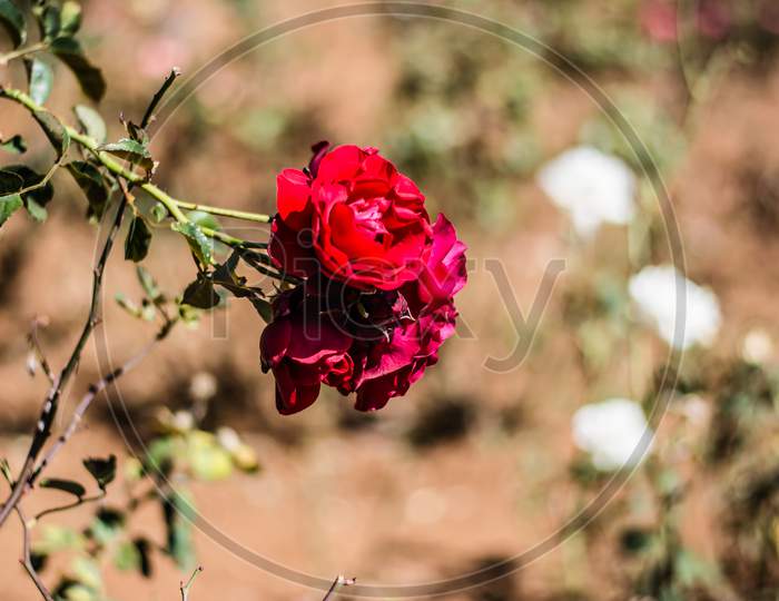 Colorful rose of botanical garden and rose garden of Ooty Tamilnadu