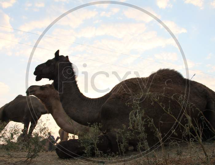 Silhouette Of Camels Over Sunset Sky in Pushkar Camel Fair, Rajasthan