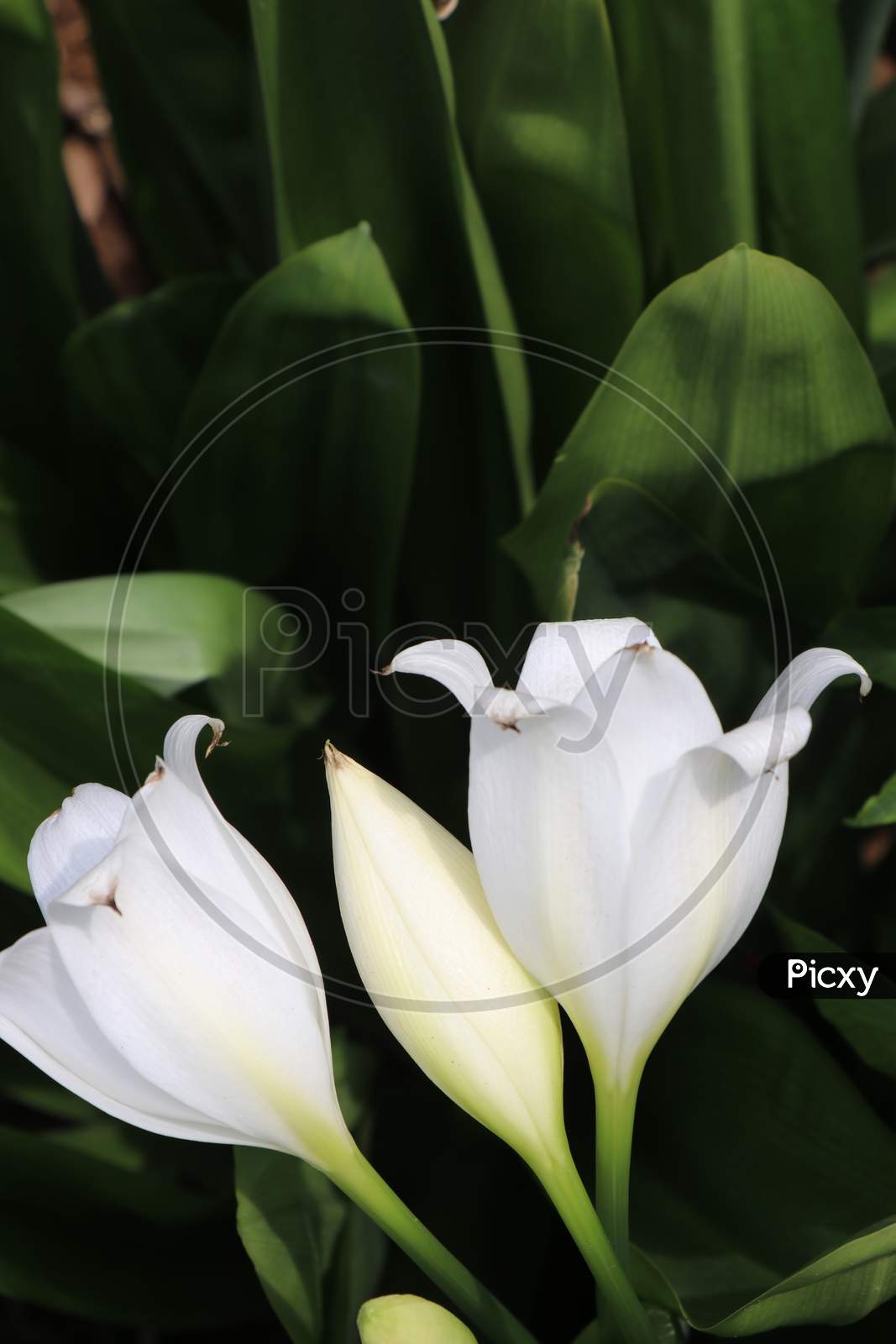 White Tulip Flowers Or Flores Tulipanes With Space For Text