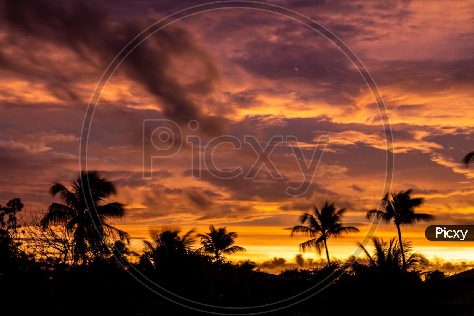 Sunset Between Palm Trees. Golden Hour Fall Of The Sun With Clouds Painted Warm Colors.