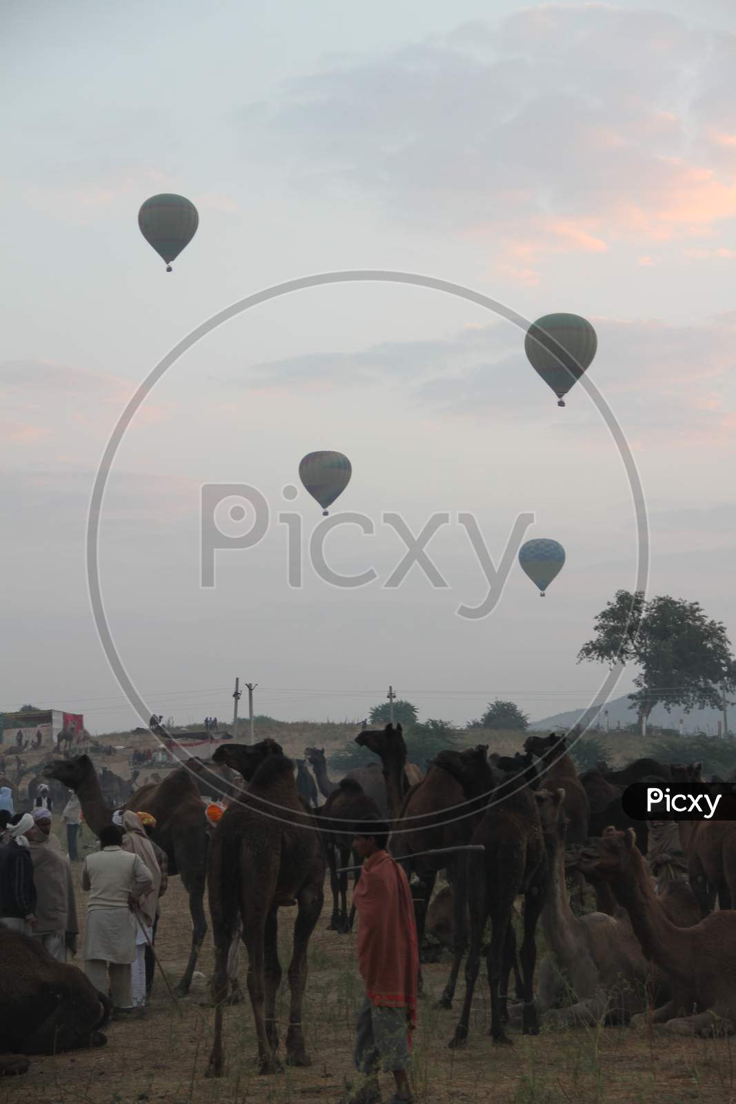 Hot Air Balloons In Sky At a Sunset In Pushkar Camel Fair, Rajasthan