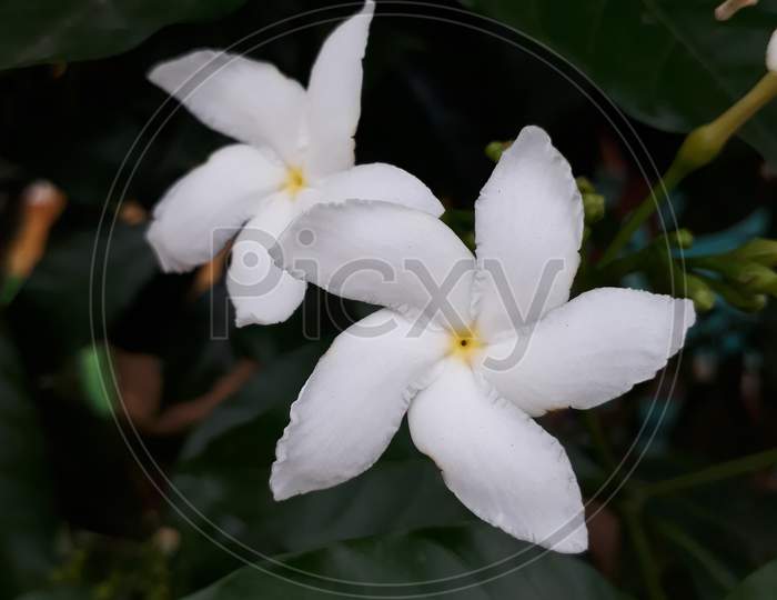 Flower plant,white flower,flower on plant image.