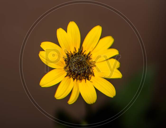 Flower of sunflower,  closeup. Seeds and oil.