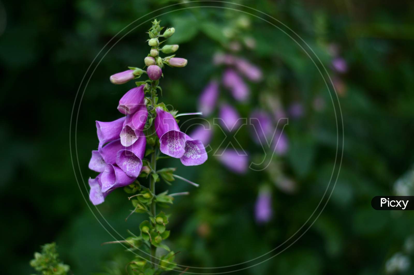Foxglove plant in the woodland