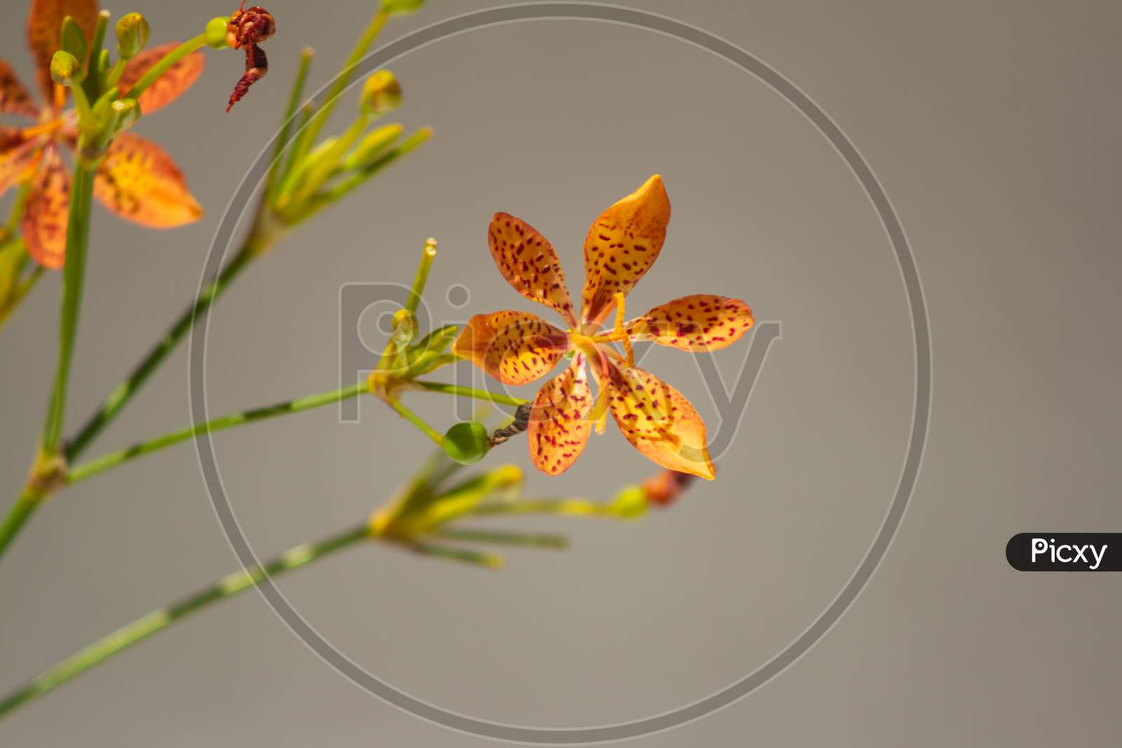 Orange Flower Of Delicate Petals With Blurred Background. Beautiful Wild Flower With Bright Reddish Colors.