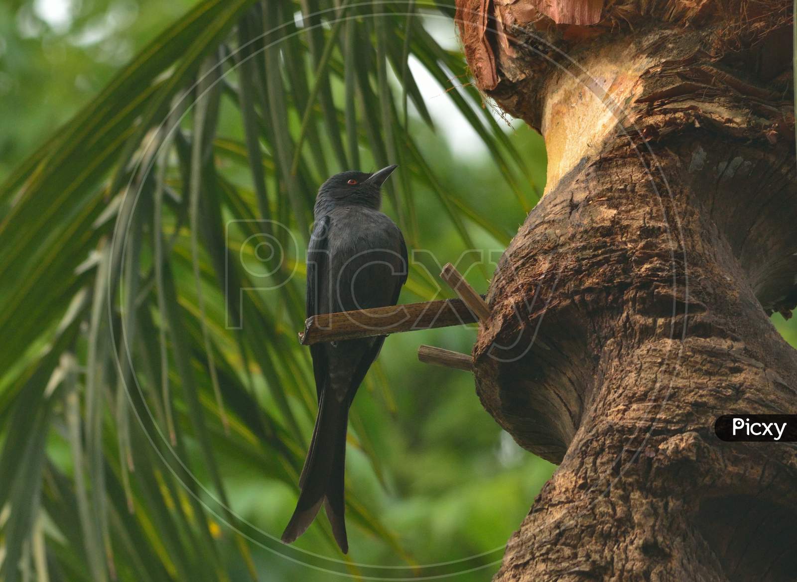 drongo bird in perch for food searching