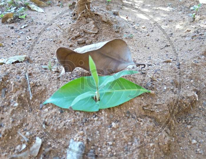 Dry Leaf and Green Leaf with Plant