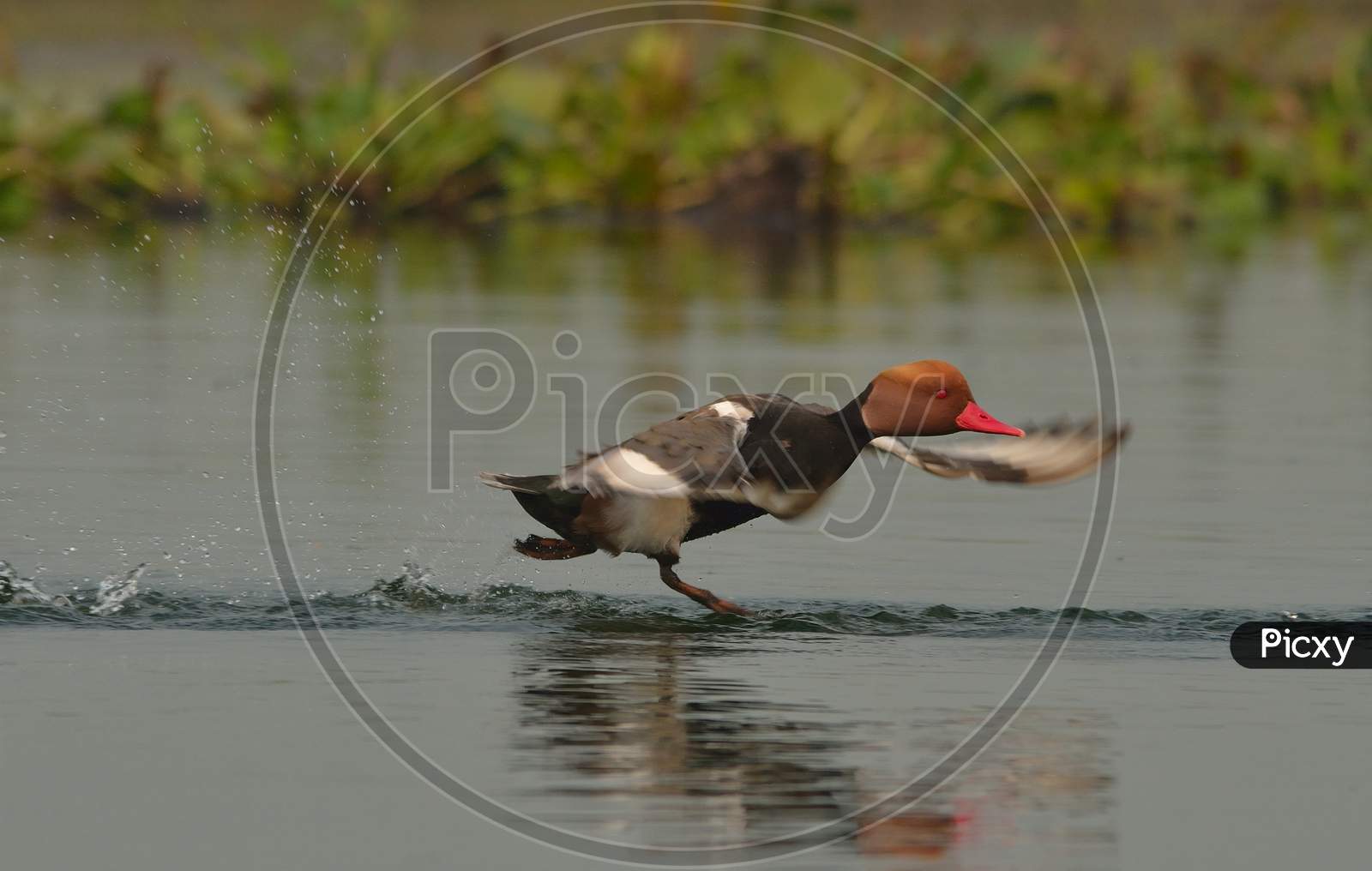 red crested pochard duck in a lake