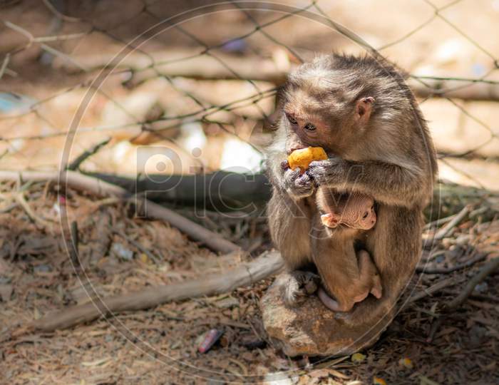 Monkey With Her Child Feeding