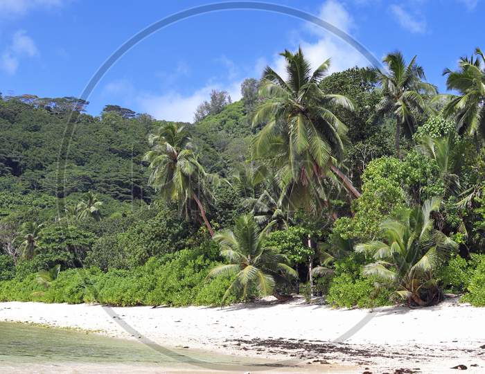 Beautiful palm trees at the white sand beach on the paradise islands Seychelles