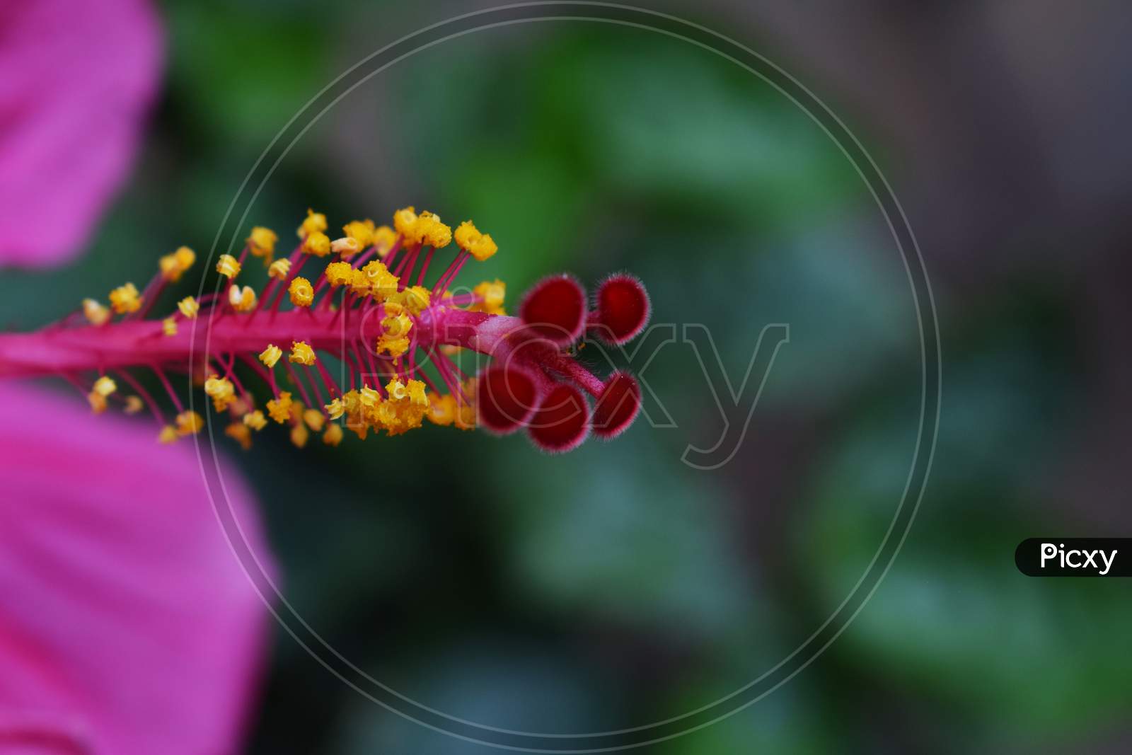 Velvet Red Stigma Of Hibiscus Shoe Flower