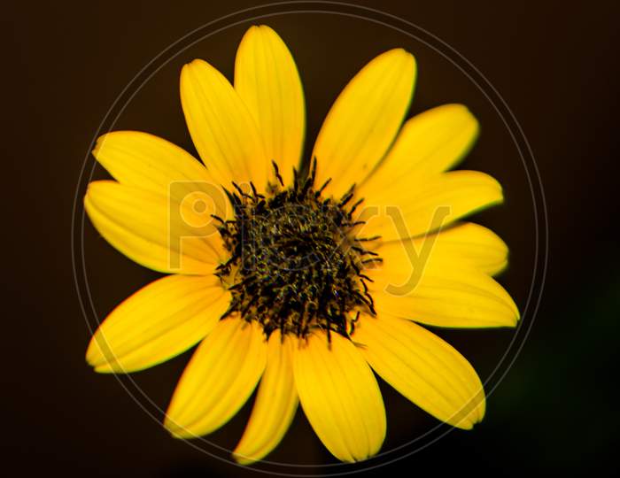 Flower of sunflower,  closeup. Seeds and oil.