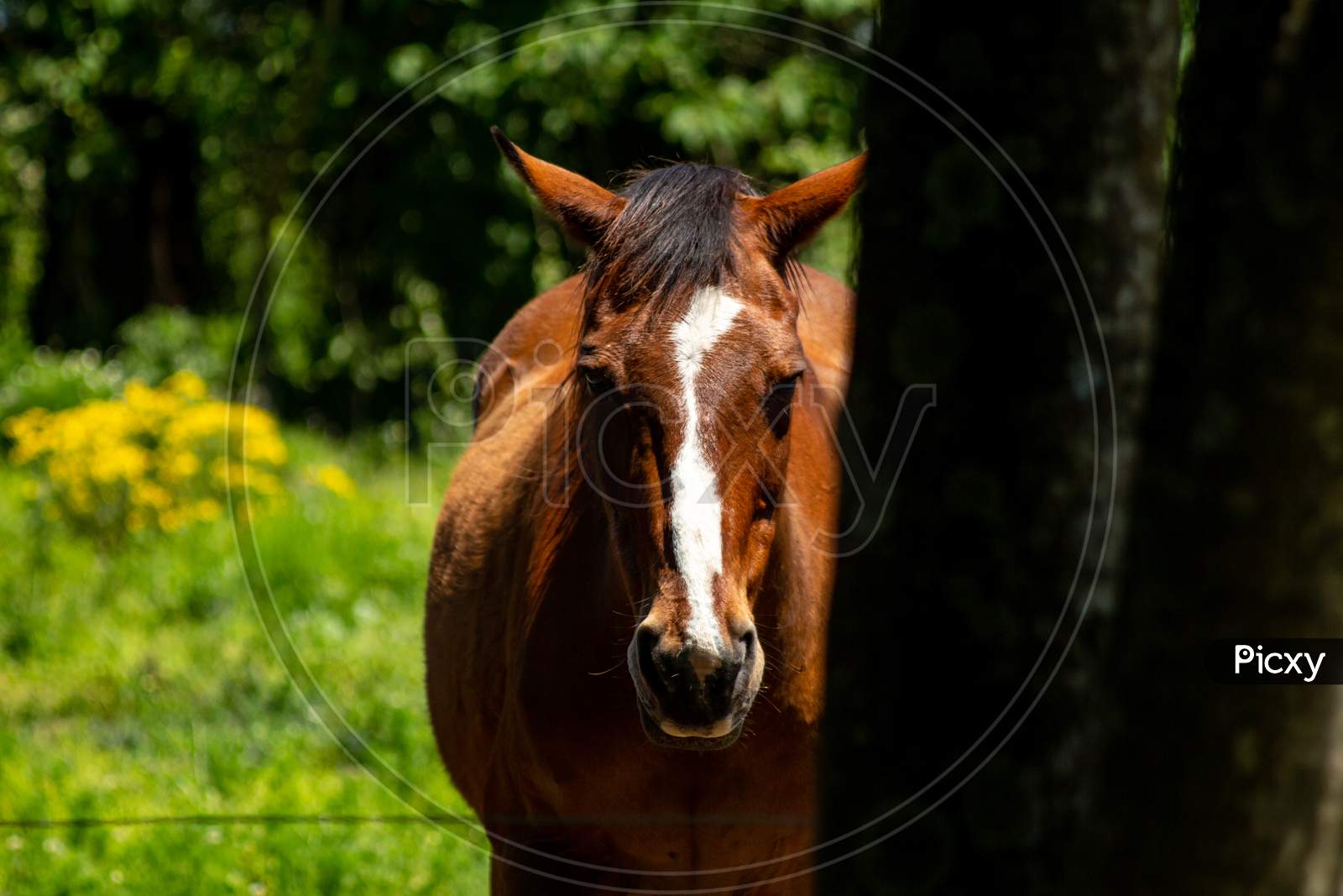 Horse Of Brown Color In Front Of The Camera. Huge Animal