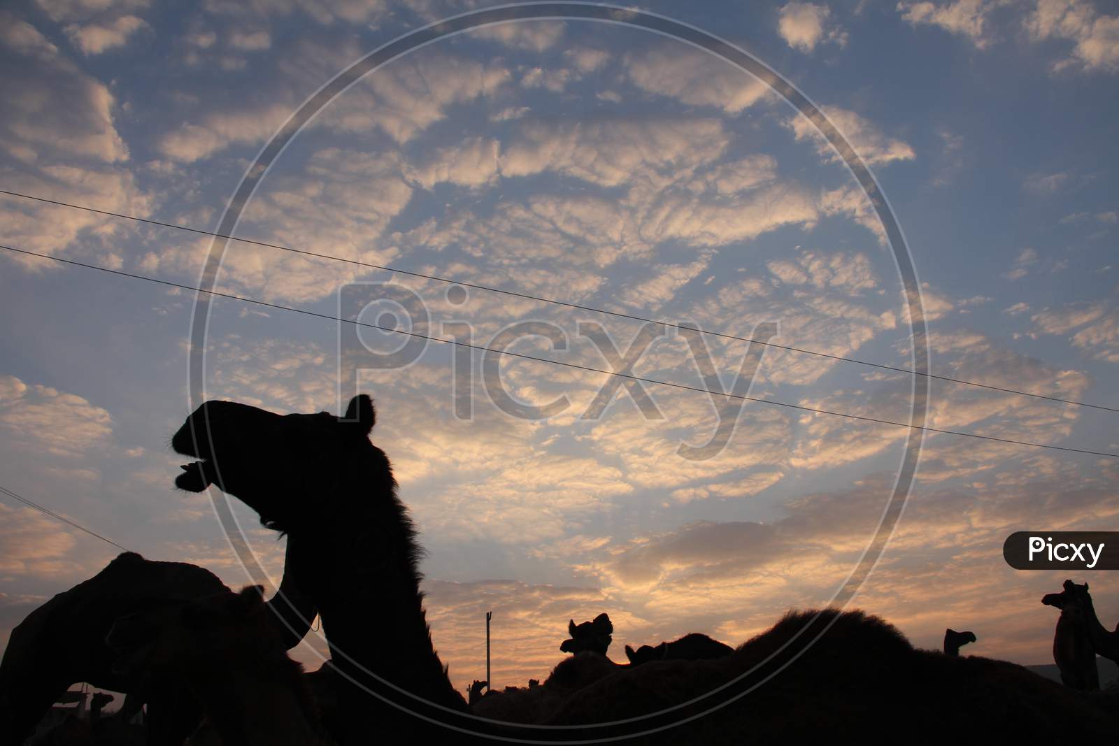 Silhouette of Camels In Pushkar Camel Fair Over a Sunset Sky, Rajasthan