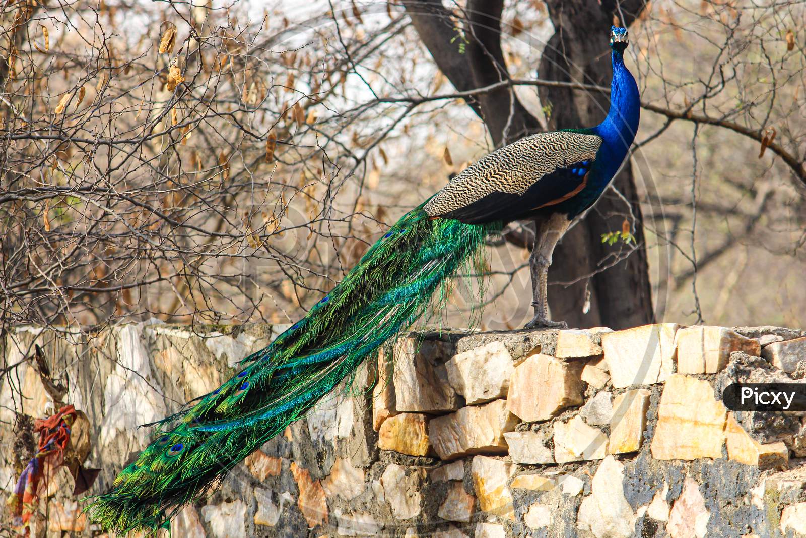 Pavo is a genus of two species in the pheasant family. The two species, along with the Congo peacock, are known as peafowl