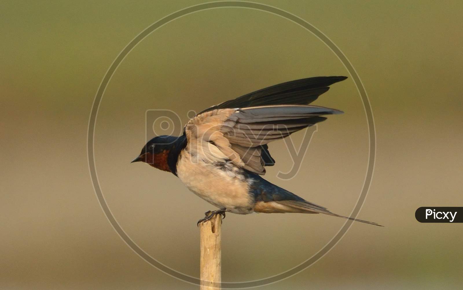 barn swallow bird in aperch