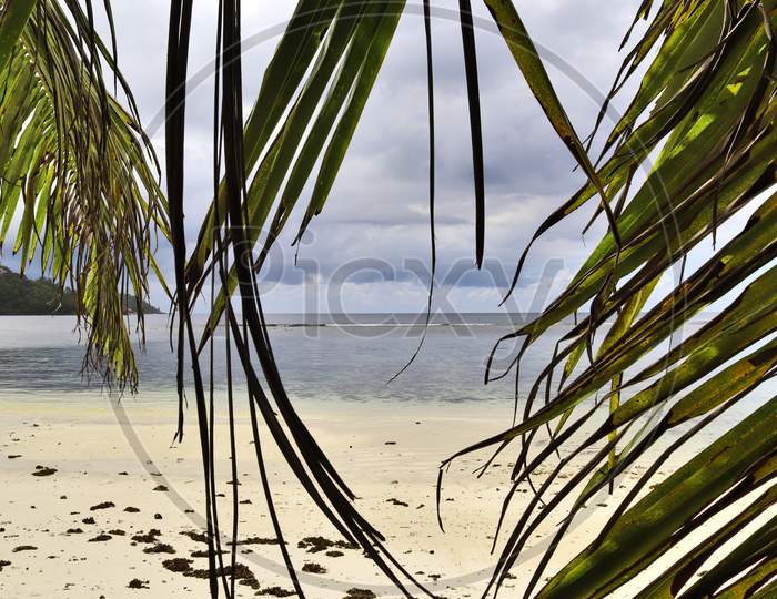 Beautiful palm trees at the white sand beach on the paradise islands Seychelles