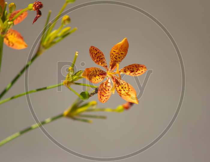 Orange Flower Of Delicate Petals With Blurred Background. Beautiful Wild Flower With Bright Reddish Colors.