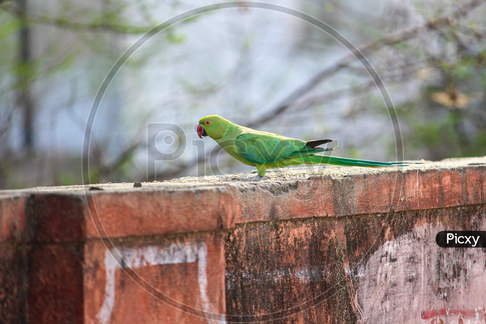 Green parrot Great-Green Macaw, Ara ambigua. Wild rare bird in the nature habitat, sitting on the branch in Costa Rica