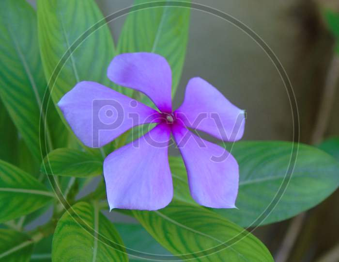 cute purple flower