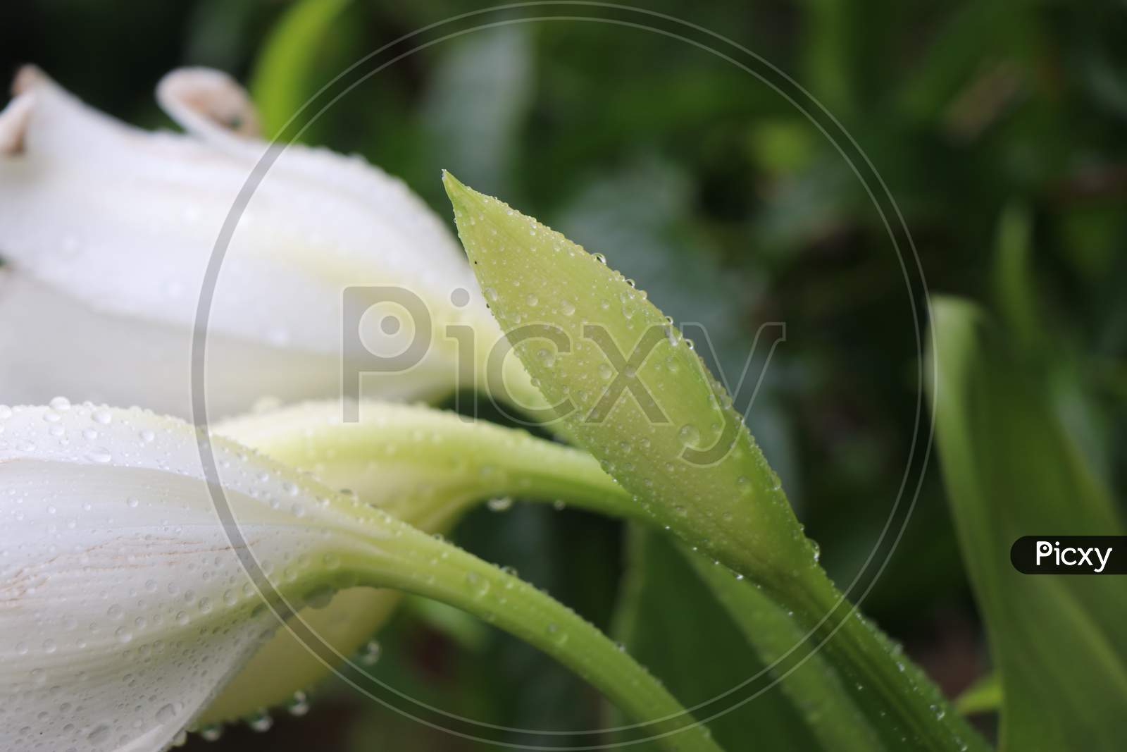 Tulip Flower Which Is Fresh And Having Dew Drops