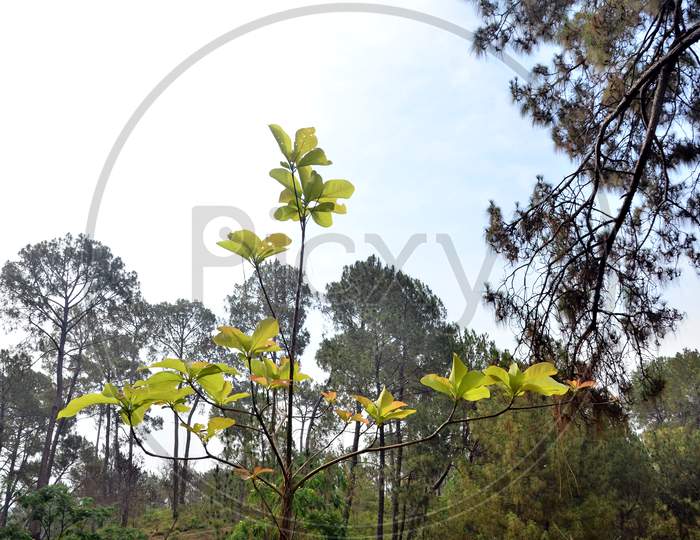 Single Tree With Leafs In Forest Himachal Pradesh India
