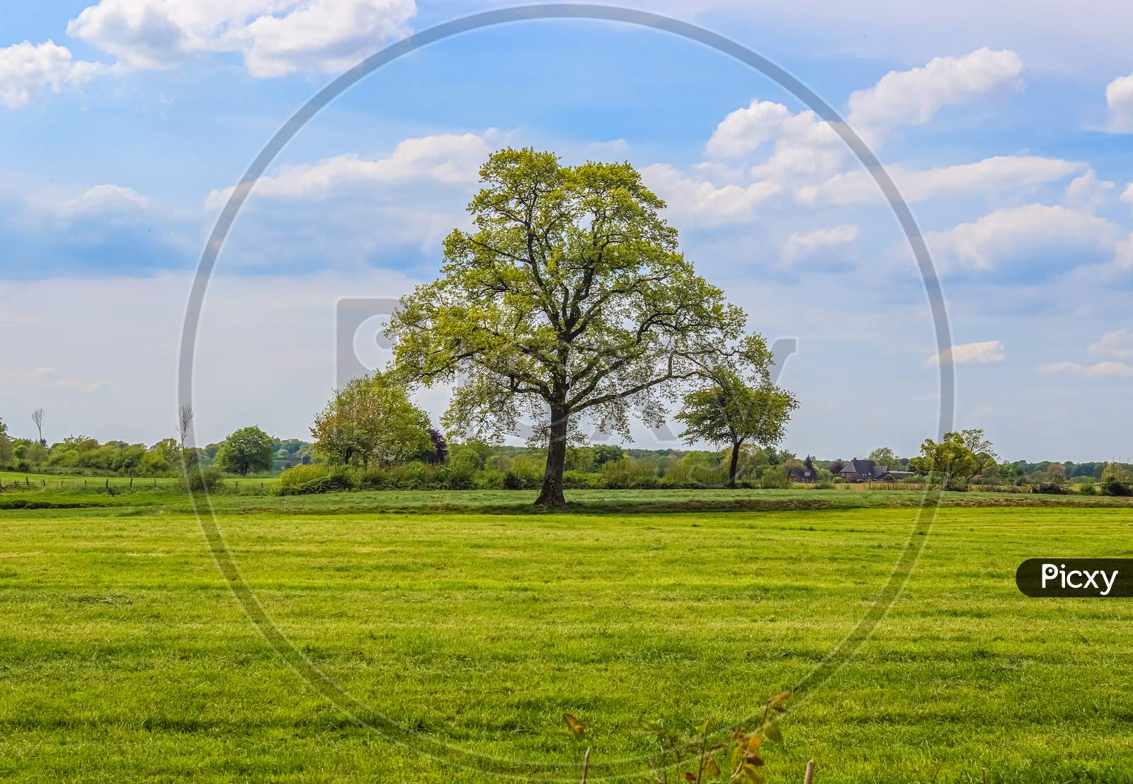 Lonely old tree on a green meadow with a blue sky in summer found in northern europe