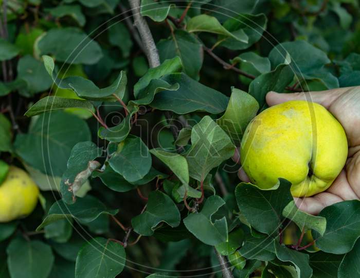 Quince Plant With A Yellowish Fruit.