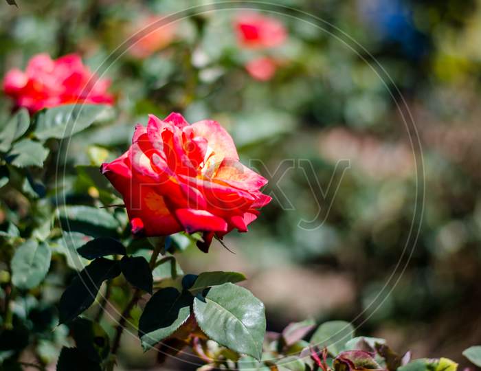 Colorful rose of botanical garden and rose garden of Ooty Tamilnadu