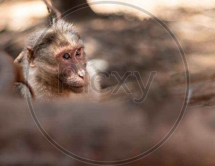Monkey Isolated Head With Blurred Foreground