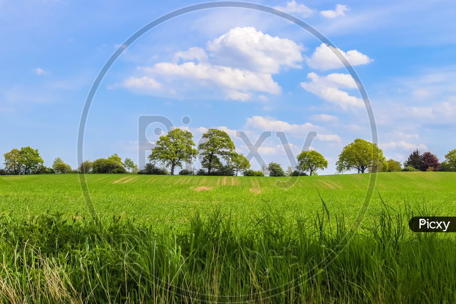 Lonely old tree on a green meadow with a blue sky in summer found in northern europe
