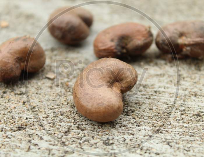 Cashew Nut With Outer Shell Or Skin.