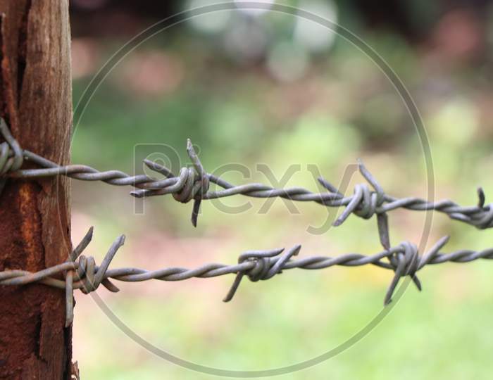 Barbed Wire Or Barb Wire Fence Which Is Having Very Sharp Spikes Nailed To Wood