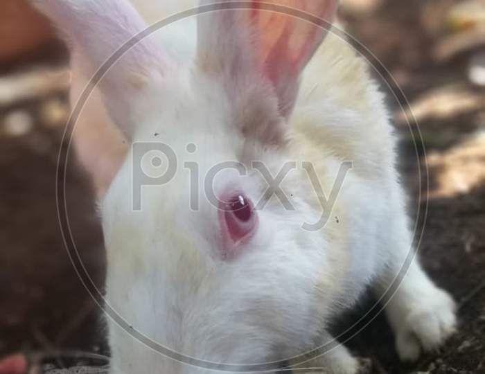 Rabbit Facial Expression