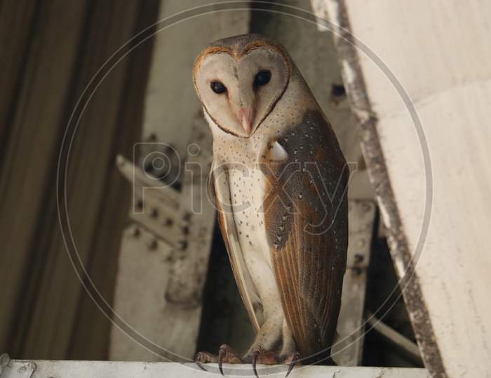 Barn Owl from Sri Lanka