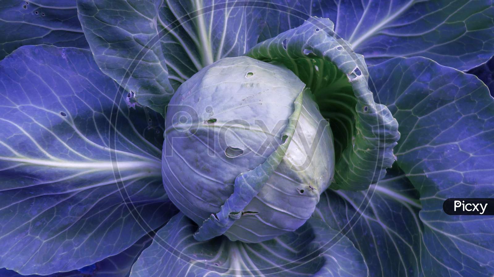 Purple cabbage vegitable closeup