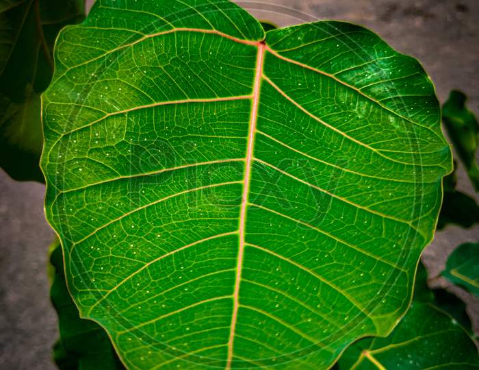 Closeup look of a Banyan leaf