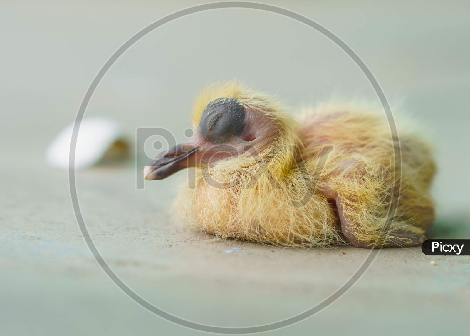 A new born Homeless  bird just coming out from shell and still sleep without thinking upcoming reality
