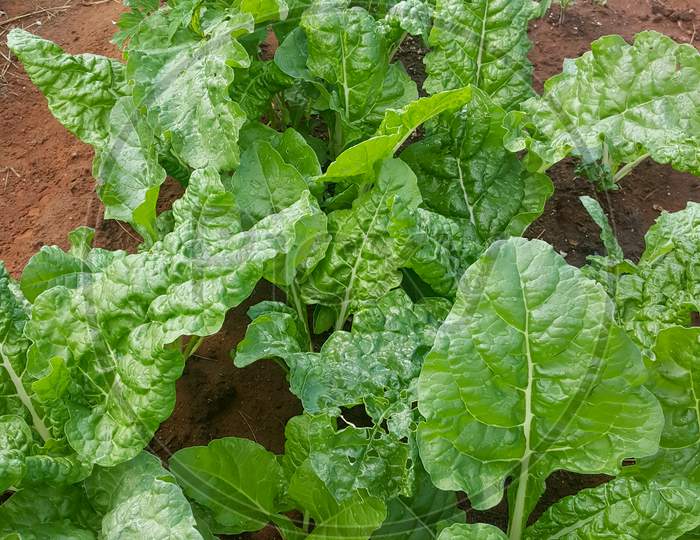 fresh spinach vegetable on a garden