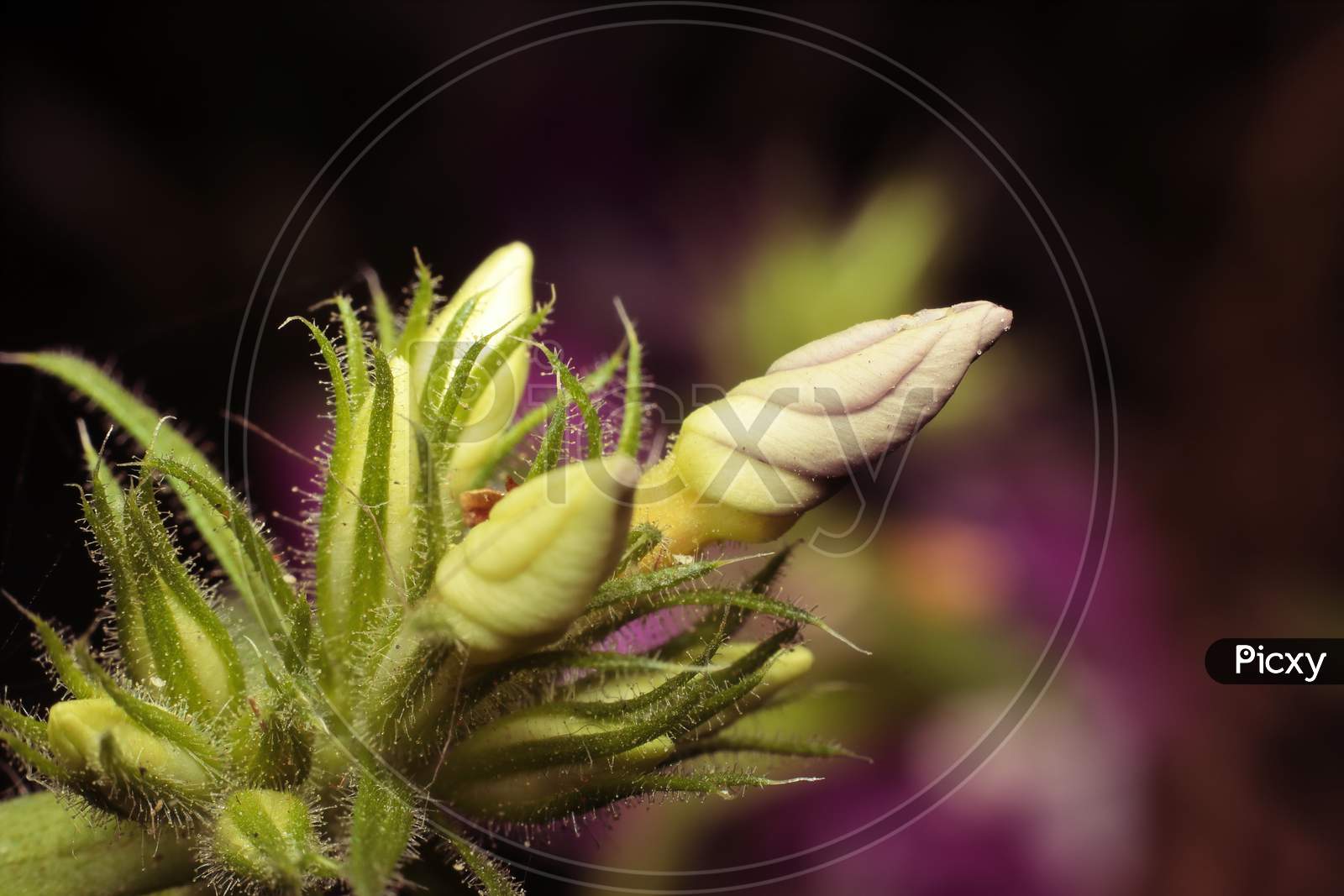 Sadabahar Flower Bud