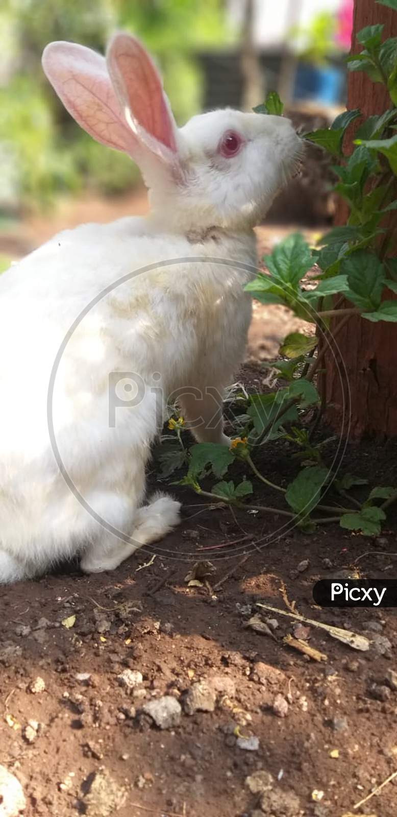Rabbit Sitting near the Tree-Not Persian