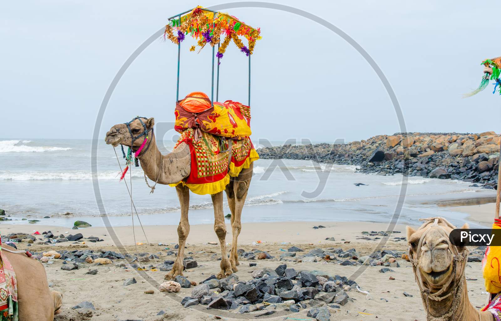 camel on sea beach of somnath temple of somenath Gujarat India